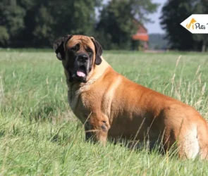 English Mastiff Dog