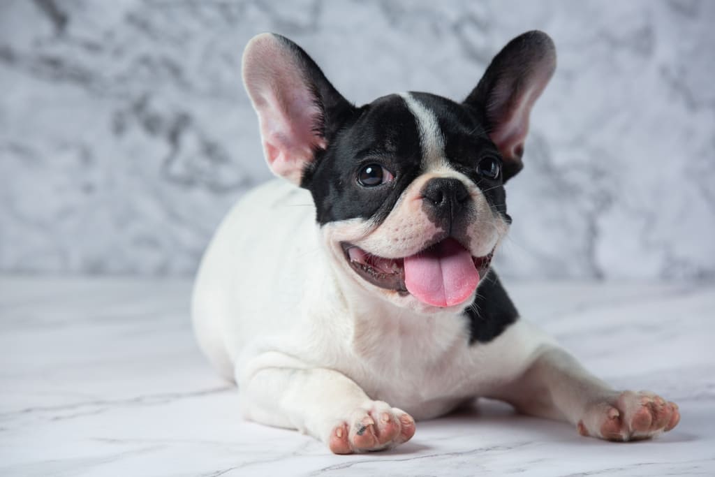 French Bulldog dog breed