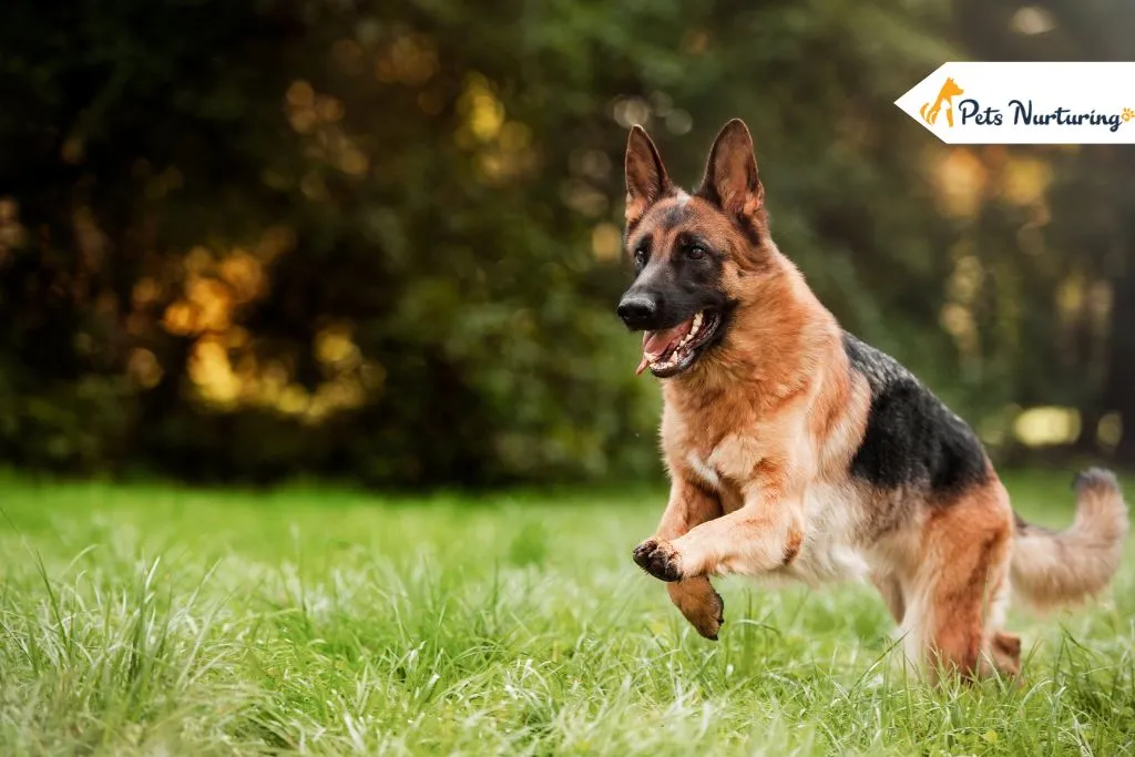 German Shepherd