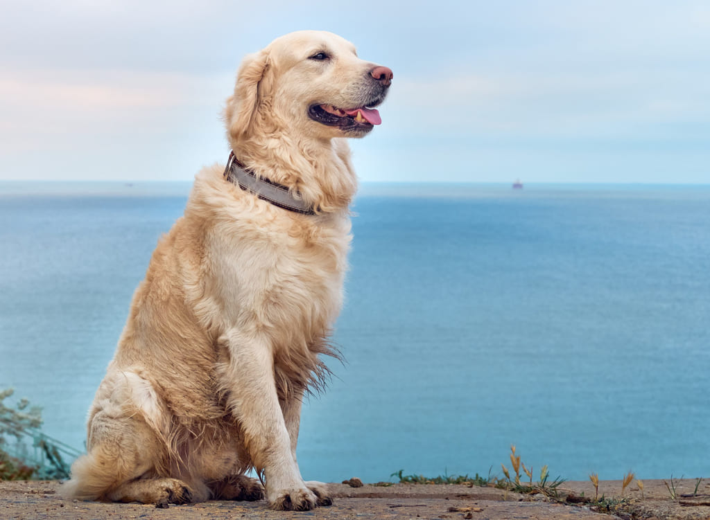 Golden Retriever dog breed