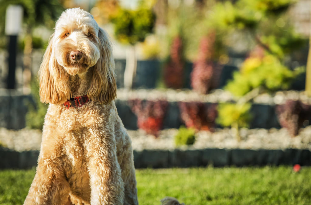 Goldendoodle dog breed