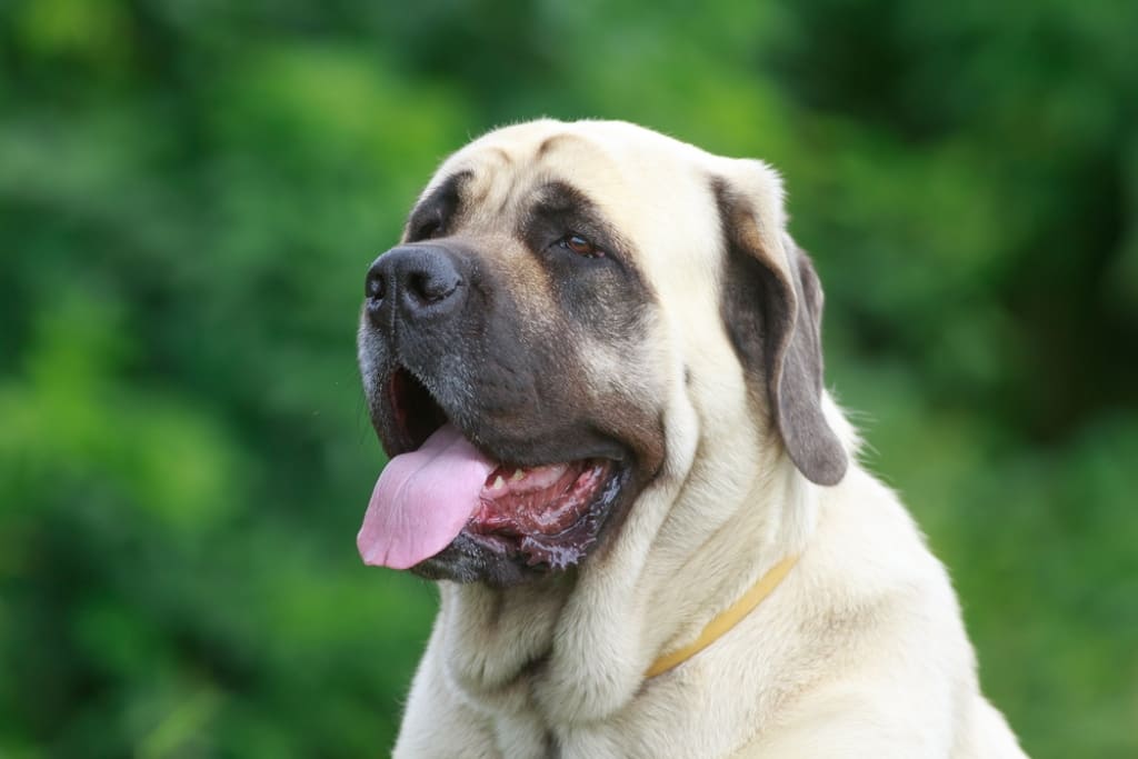 Grooming needs of English Mastiff