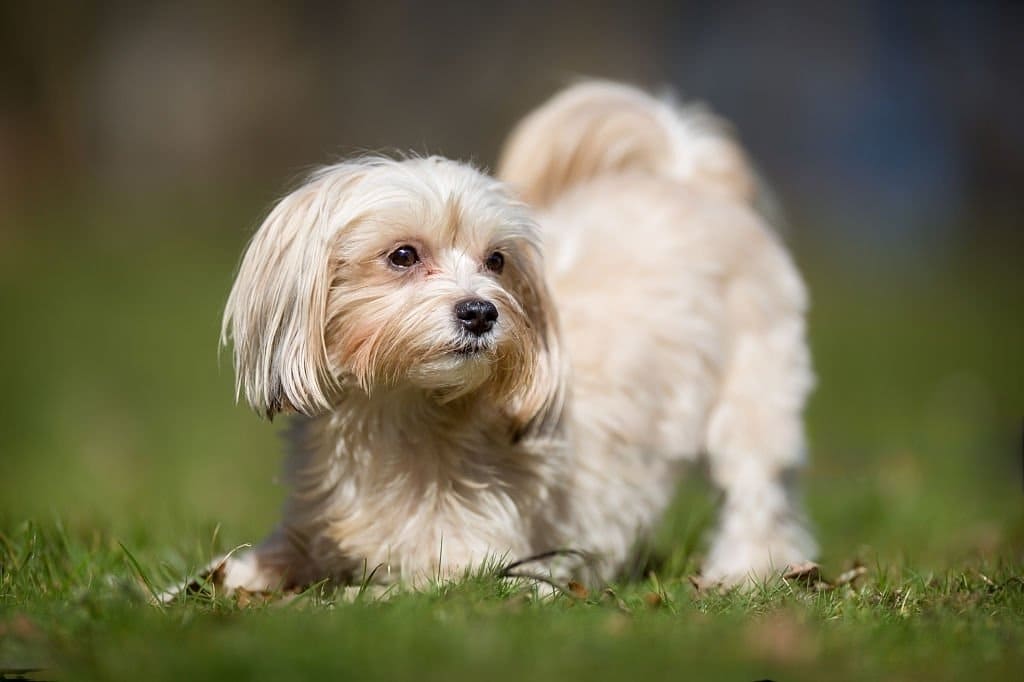 Havanese dog breed