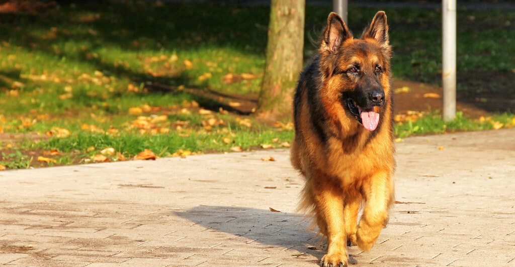 Healthy breed german shepherd