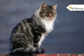 How Long Do Cats Live