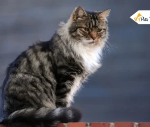 How Long Do Cats Live