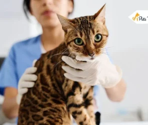 IBS in Cats