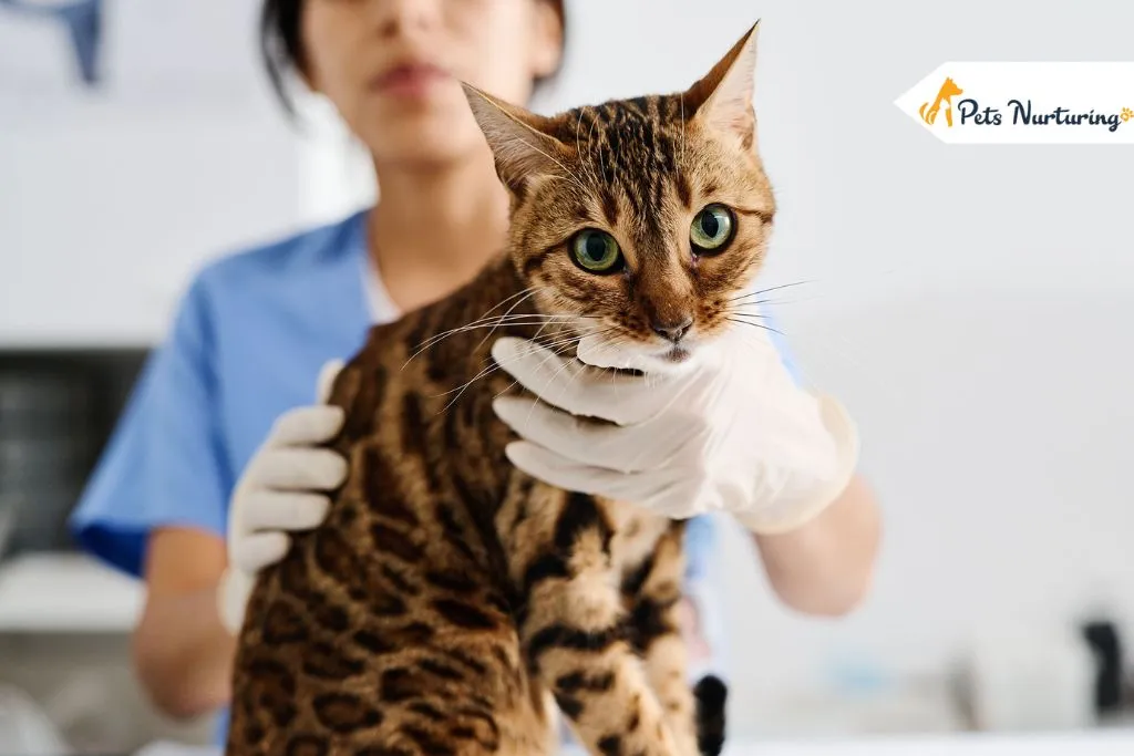 IBS in Cats