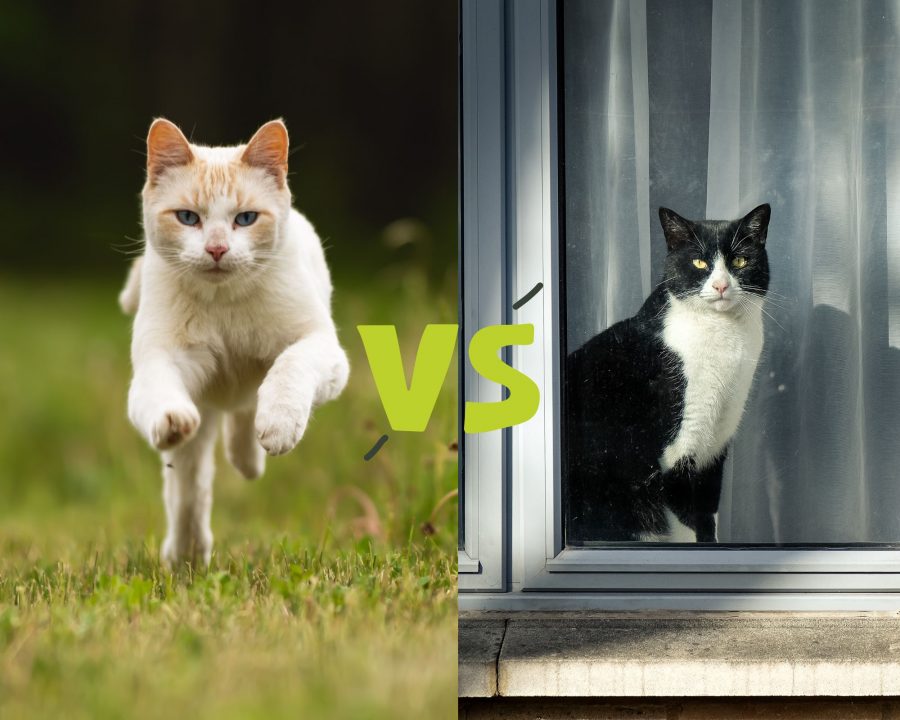 Lifespan of Indoor and Outdoor Cats