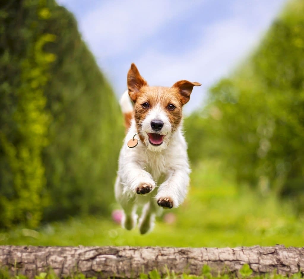 Jack Russel Terriers