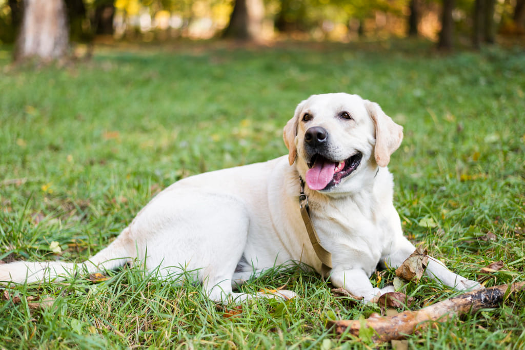 Labrador Retriever dog breed