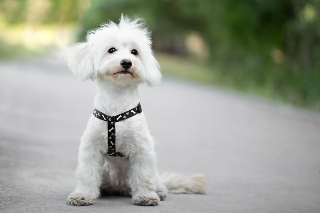 Maltese dog breed
