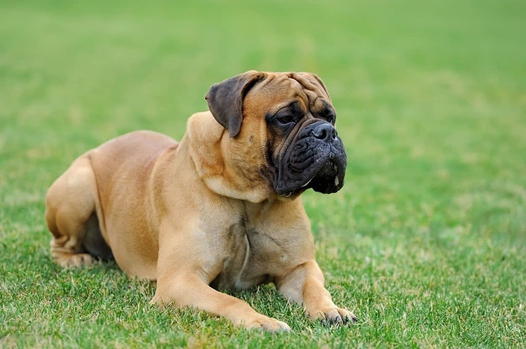 Mastiff Dog breed