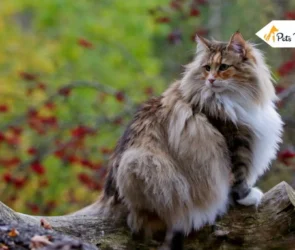 Norwegian Forest Cat Breed