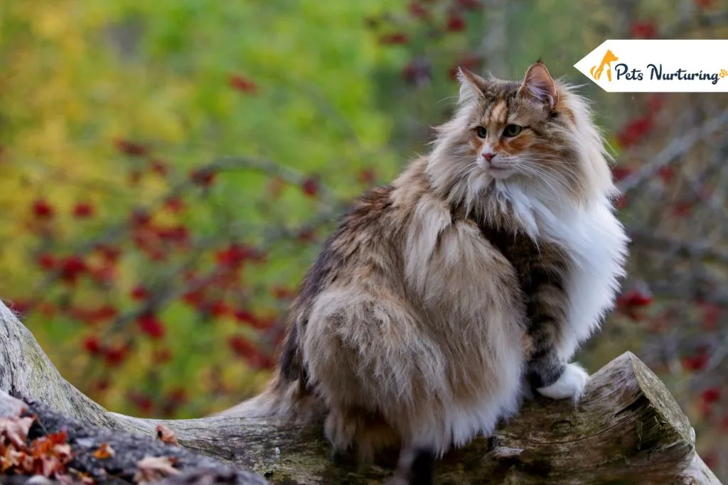 Norwegian Forest Cat Breed