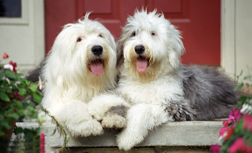 Old English Sheepdogs
