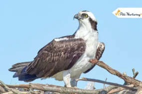 Osprey Bird