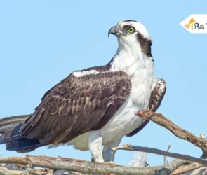 Osprey Bird
