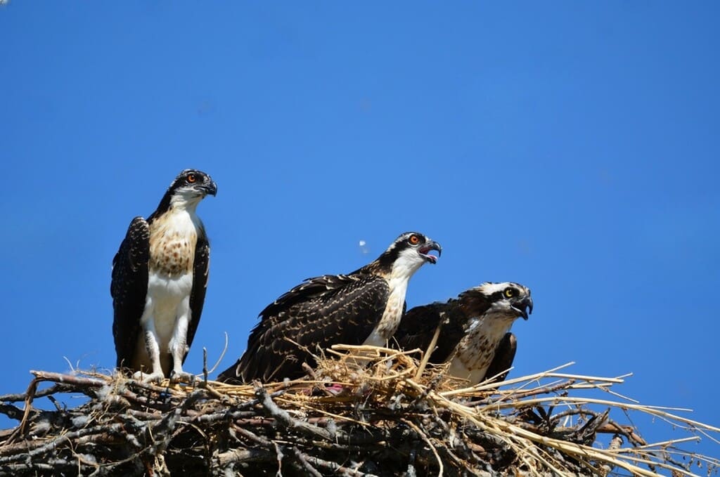Osprey Bird Nesting