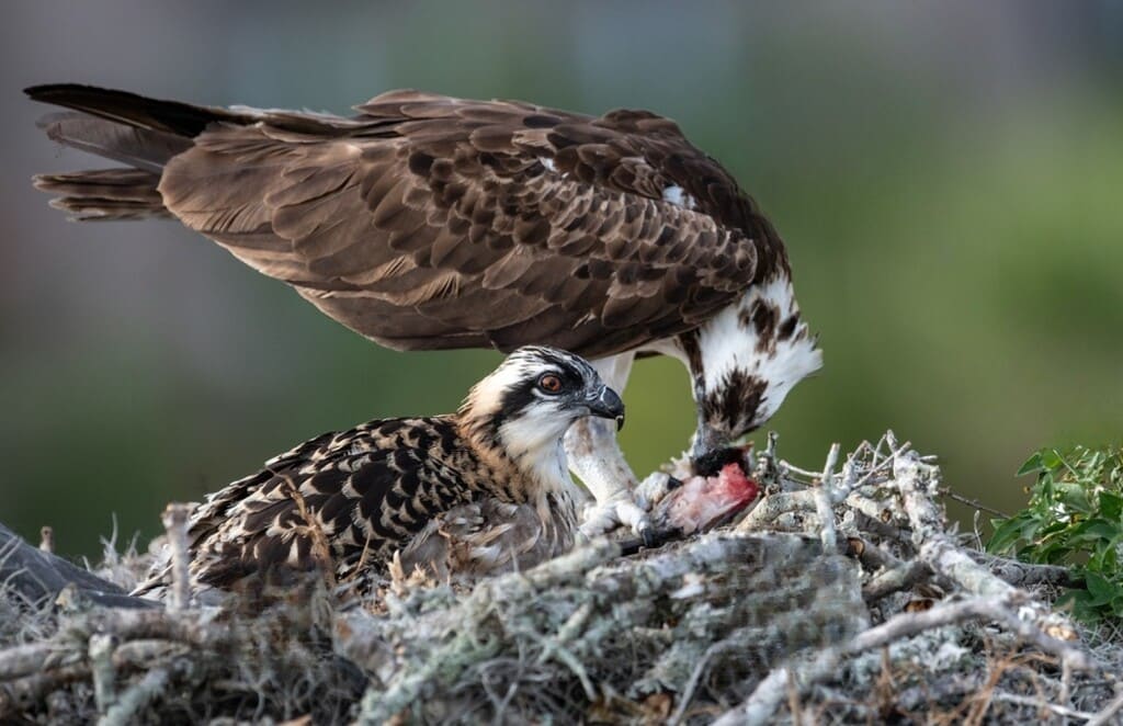 Osprey Bird Feeding Behaviors