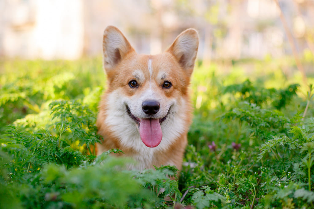 Pembroke Welsh Corgi dog breed