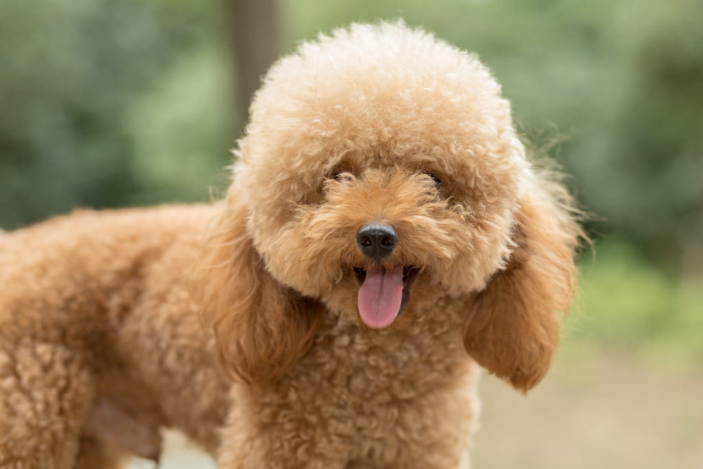 Poodle dog breed