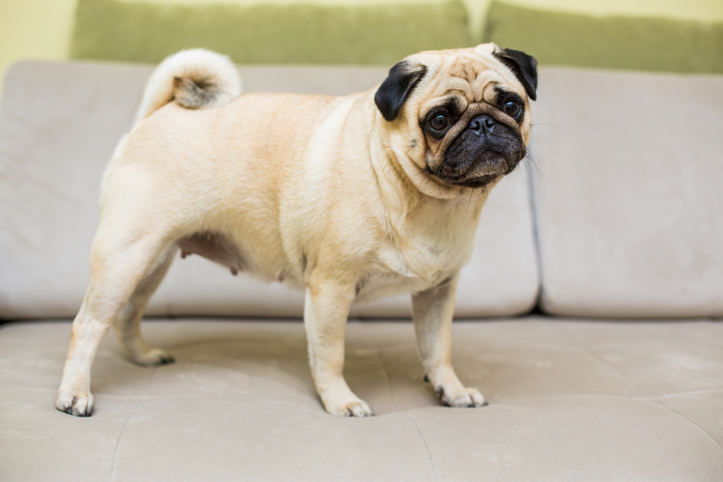 Pug Dog Breeds