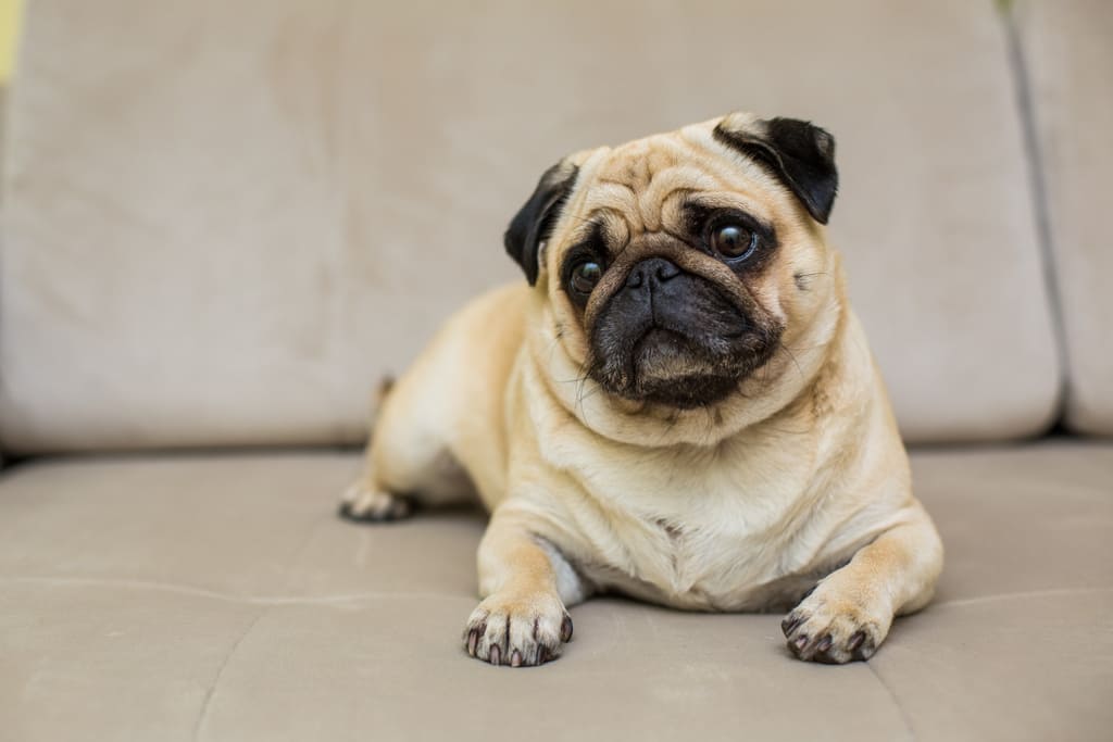 Pug dog breed