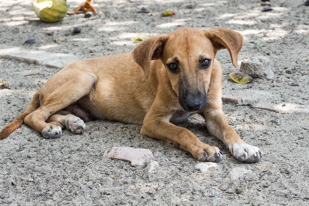 lives of rural dogs