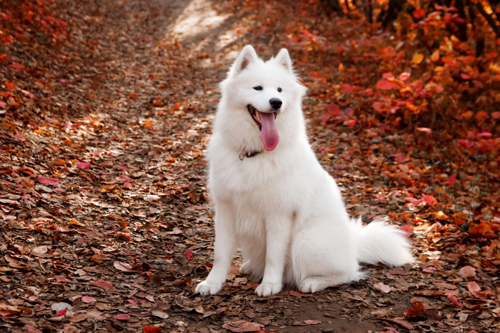 Samoyed dog breed