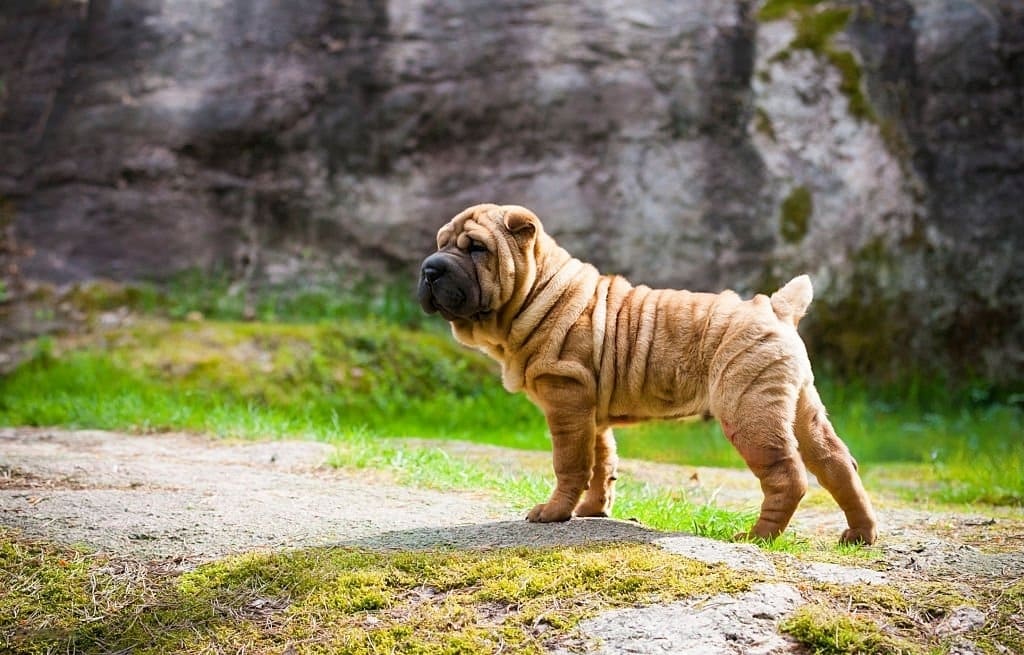 Shar-Pei Dog Breed