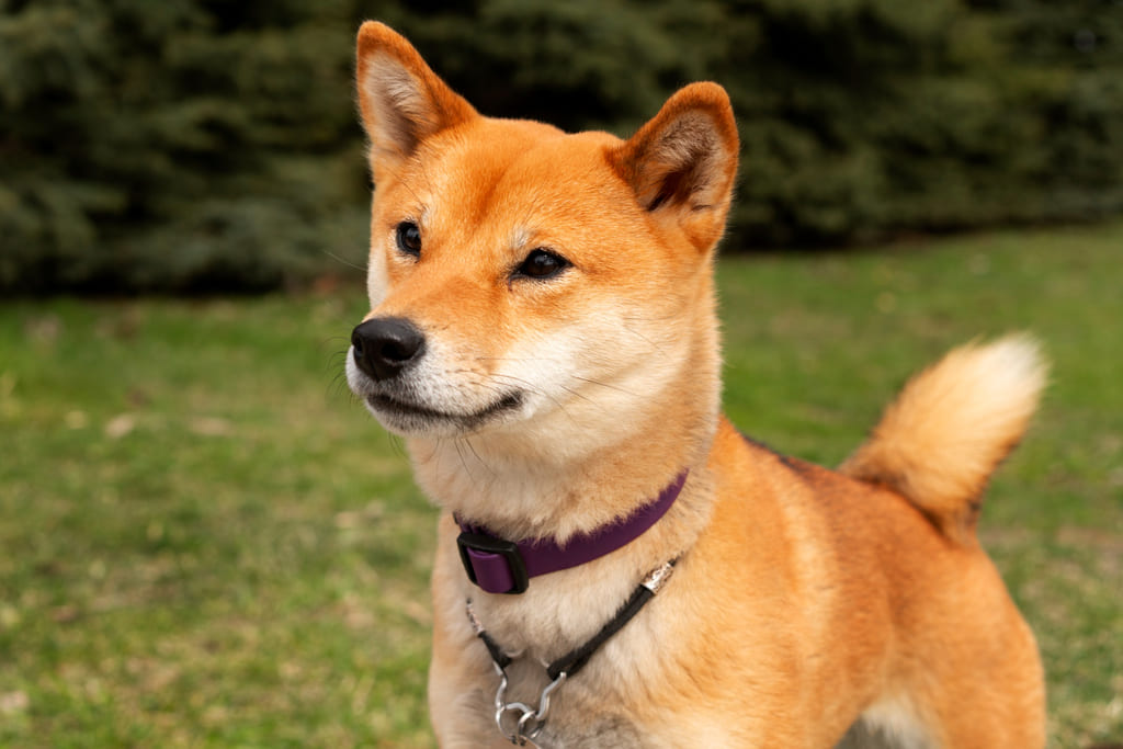 Shiba Inu dog breed