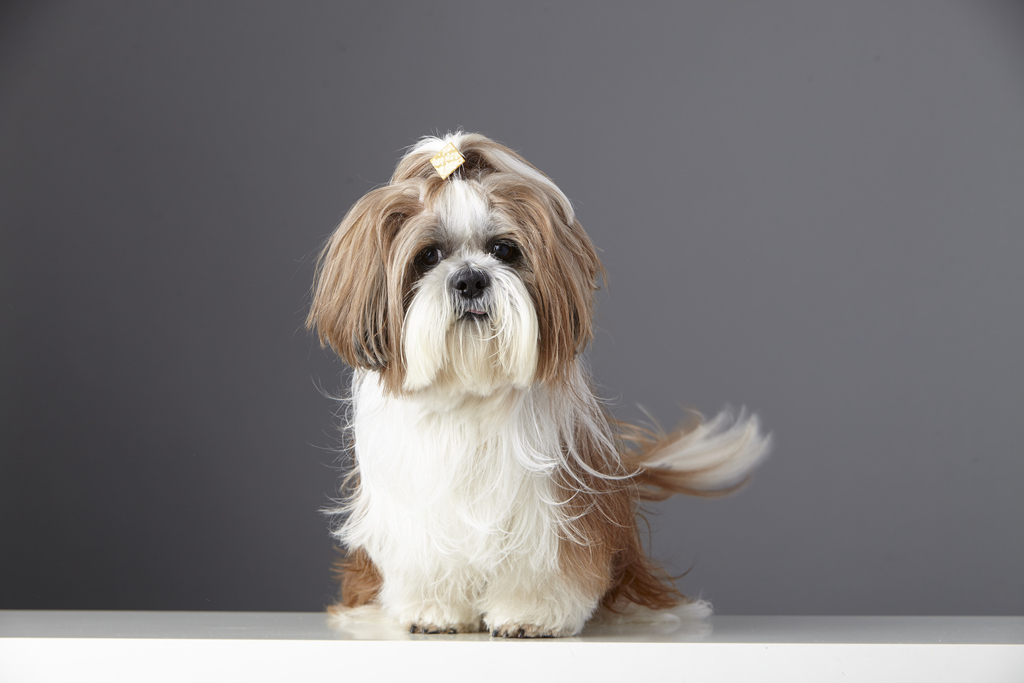 The Shih Tzu