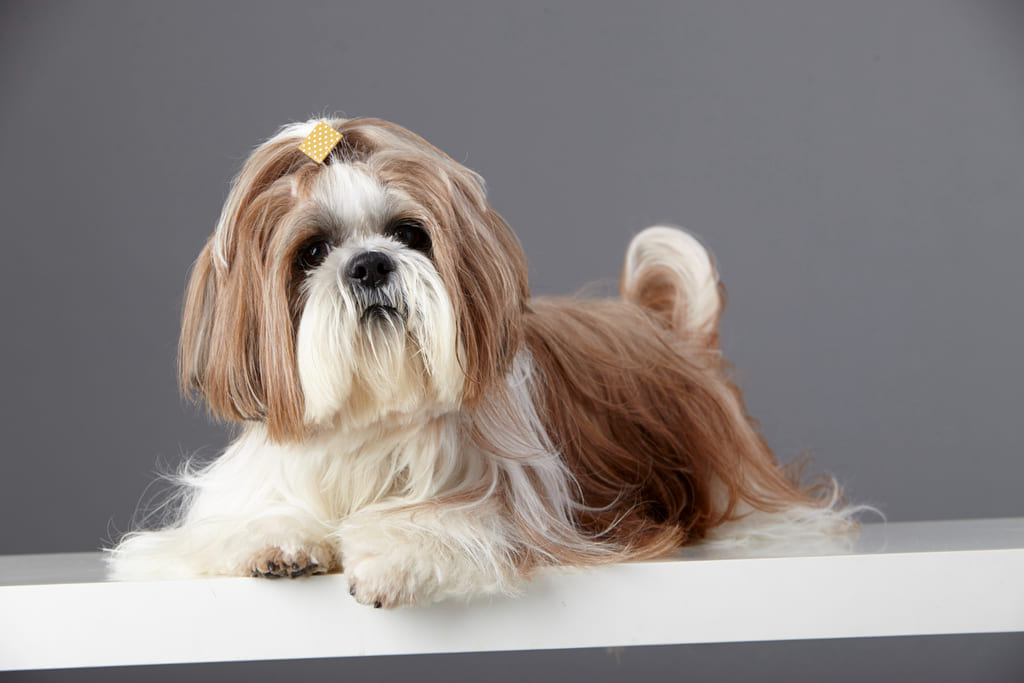 Shih Tzu dog breed