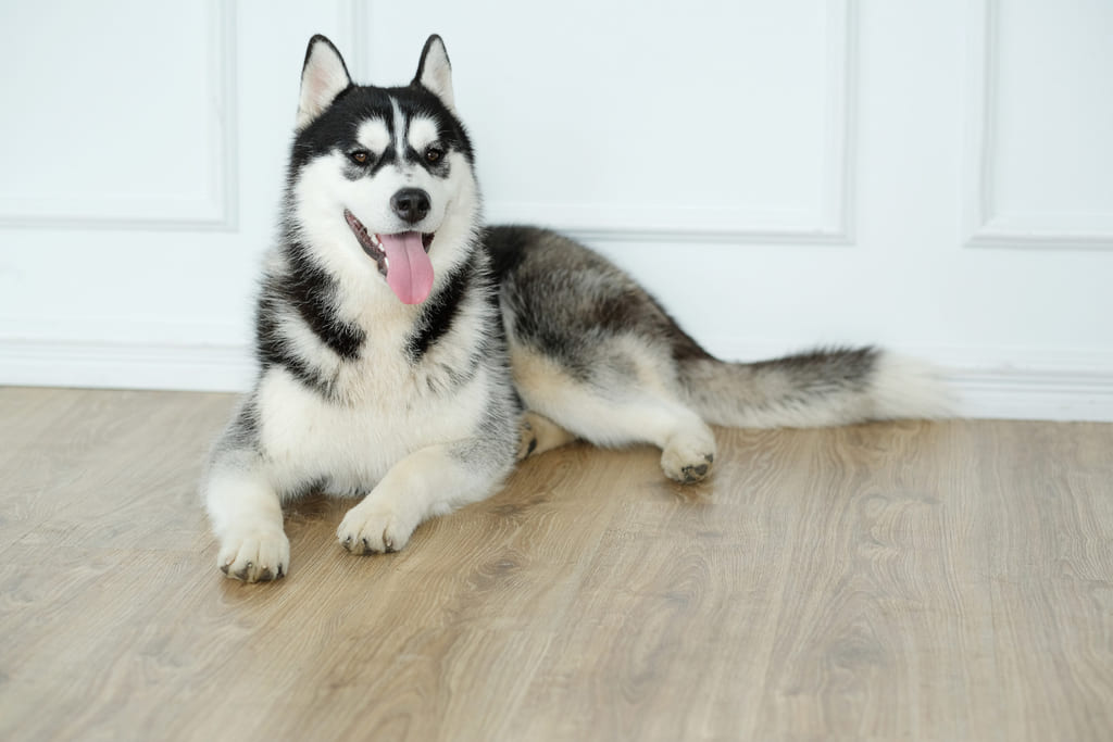 Siberian Husky dog breed