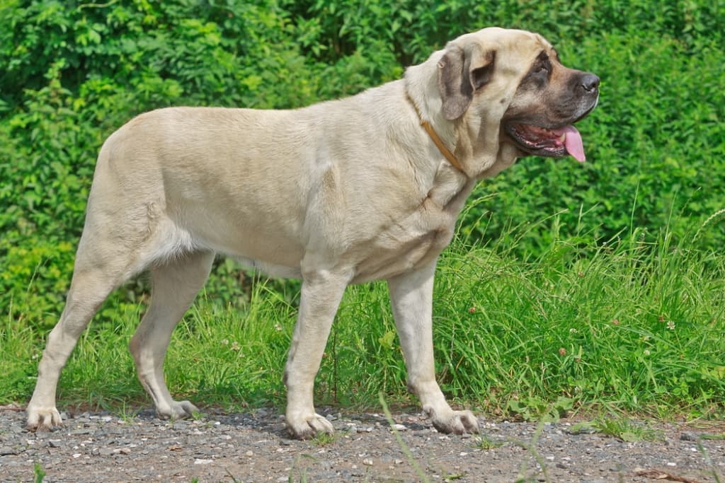 Size and appearance of English Mastiff