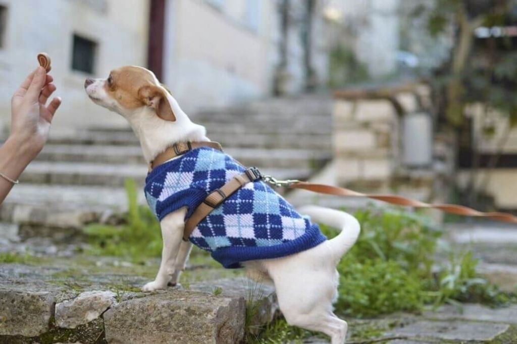 Training Your Dog