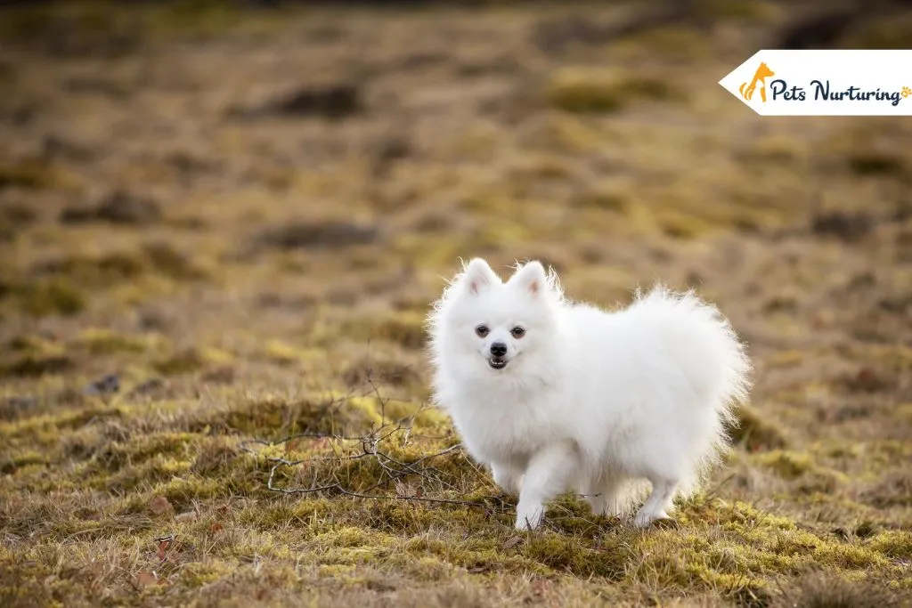 Small Dog Breeds