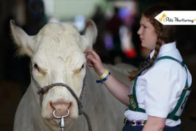 Types of Cow Nose Rings