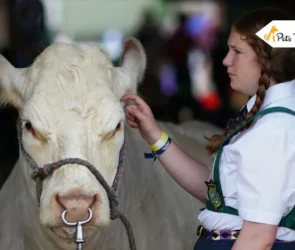 Types of Cow Nose Rings