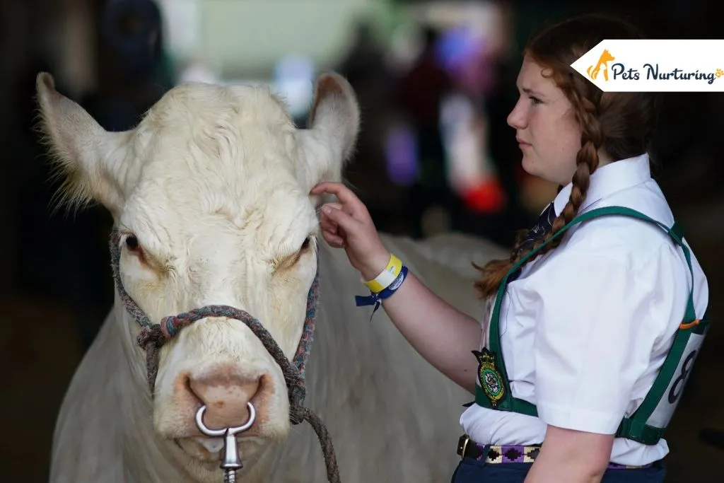 Types of Cow Nose Rings