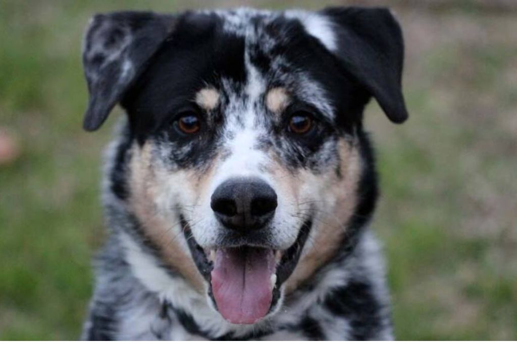 History of Texas Heeler
