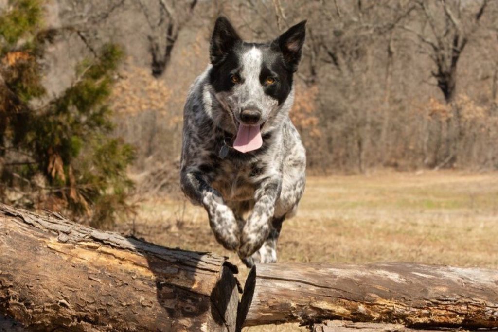 Appearance of Texas Heeler