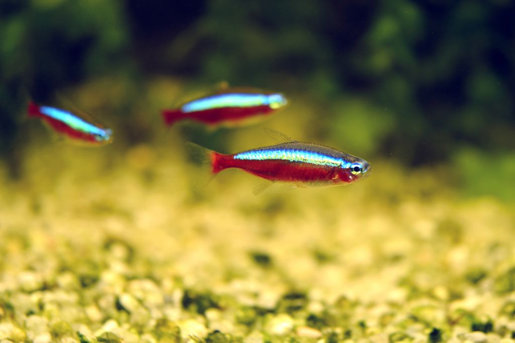 Indonesian Super Dwarf Fish