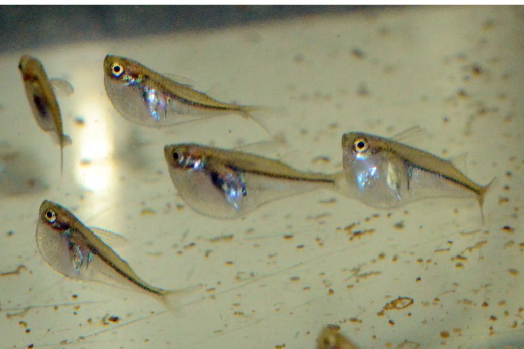 Pygmy Hatchet Fish