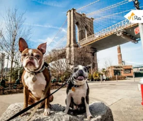Urban Vs. Rural Dogs