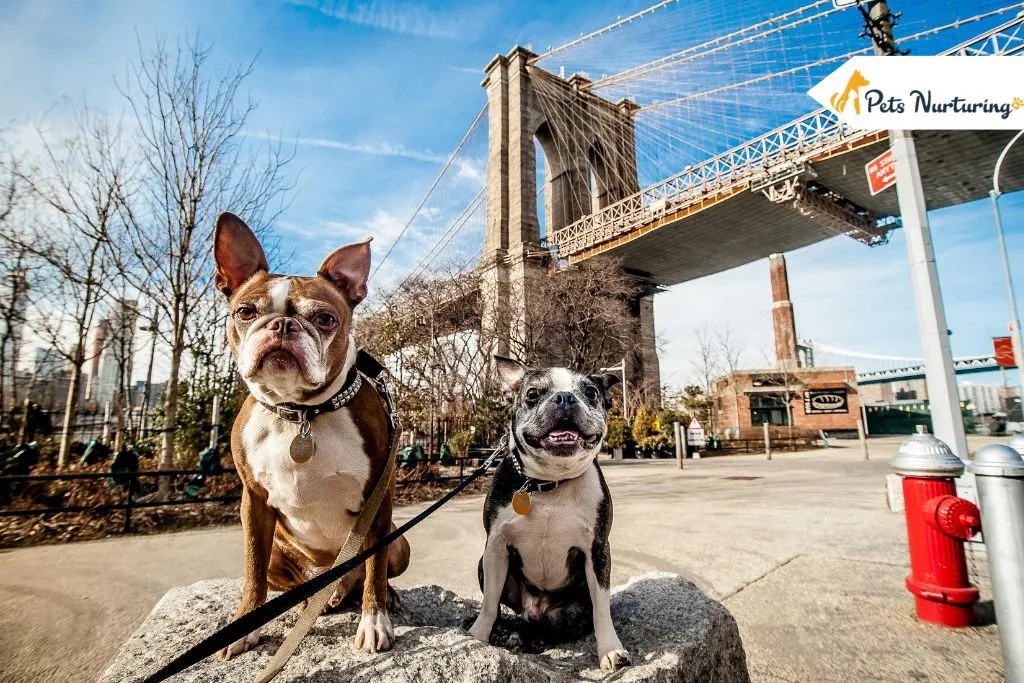 Urban Vs. Rural Dogs