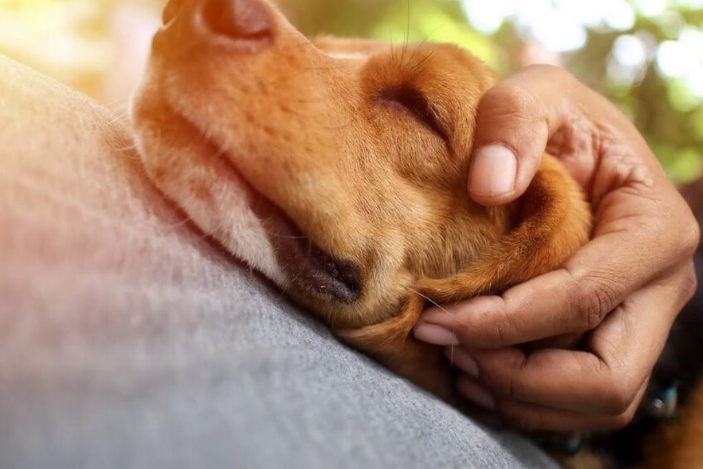 Honor Your Deceased Pet 