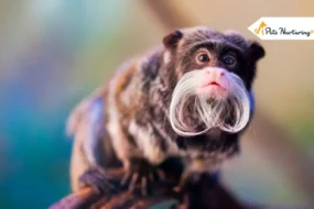 Weird Animals
