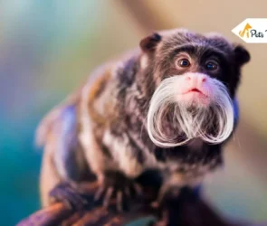 Weird Animals
